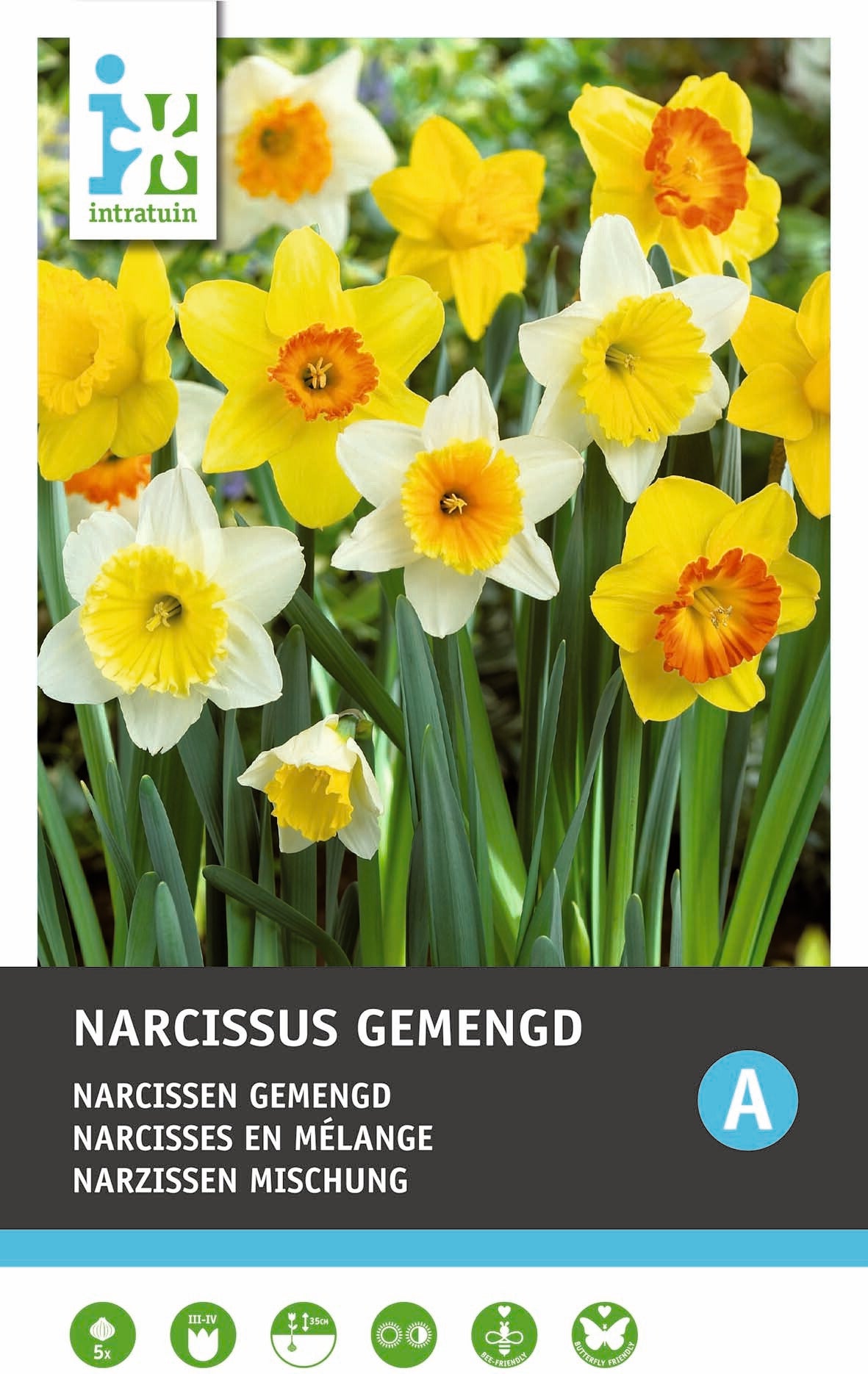 Intratuin bloembollen Narcis (Narcissus) gemengd 5 stuks