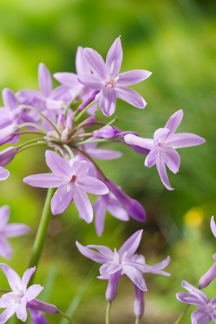 Thulbachia (Thulbachia violacea) D 18 H 30 cm