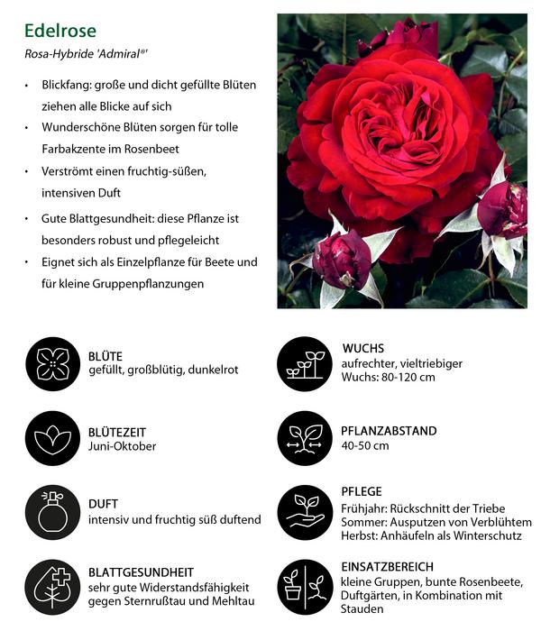 Nostalgie®-Edelrose 'Admiral®'