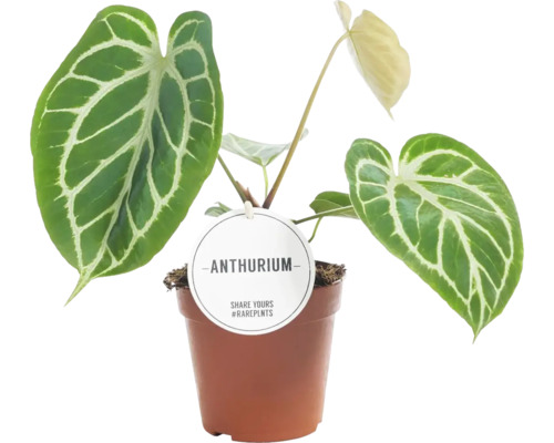 Anthurium Leaf Mix FloraSelf H ca. 25 cm Ø 12 cm pot willekeurige soortselectie