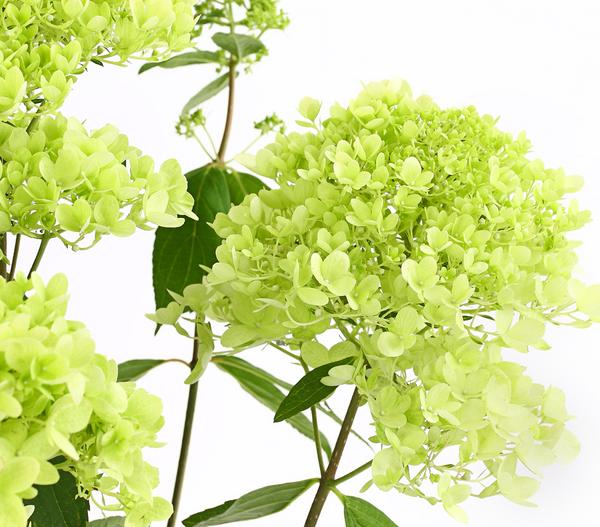 Rispen-Hortensie 'Magical Summer'