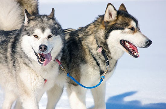 Glasiglu Hotel Saariselkä als Geschenkidee