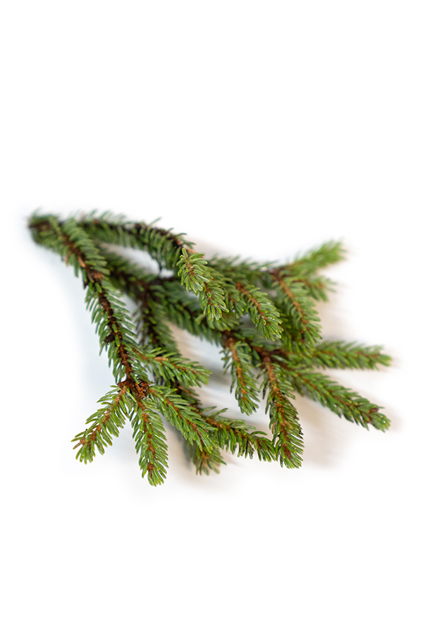 Huiles d'epinette noire   Picea Mariana