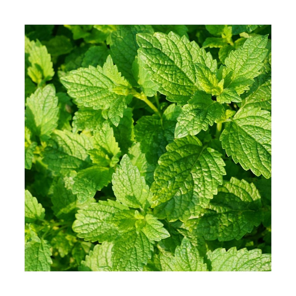 Menthe verte/mentha spicata[-]godet