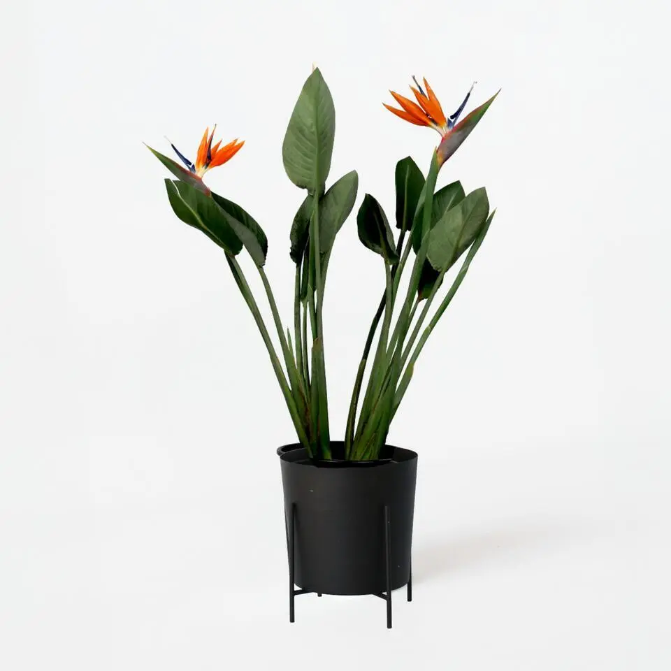 Paradijsvogelbloem - Strelitzia reginae - met bloemen - Hoogte 70-100cm - Ø19cm