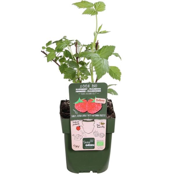 Bio Himbeere 'Autumn First®'