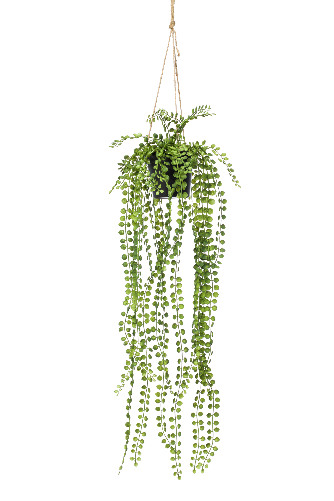 Ficus hanging bush