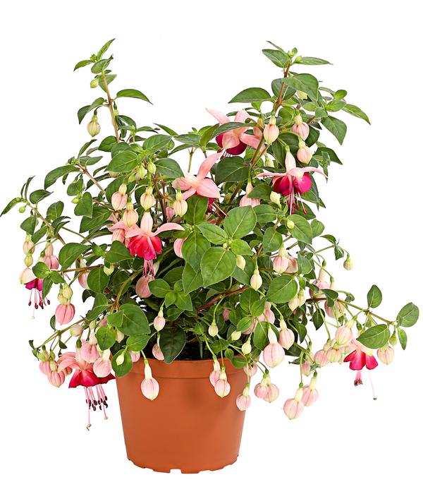 XXL Fuchsie, stehend, verschiedene Sorten