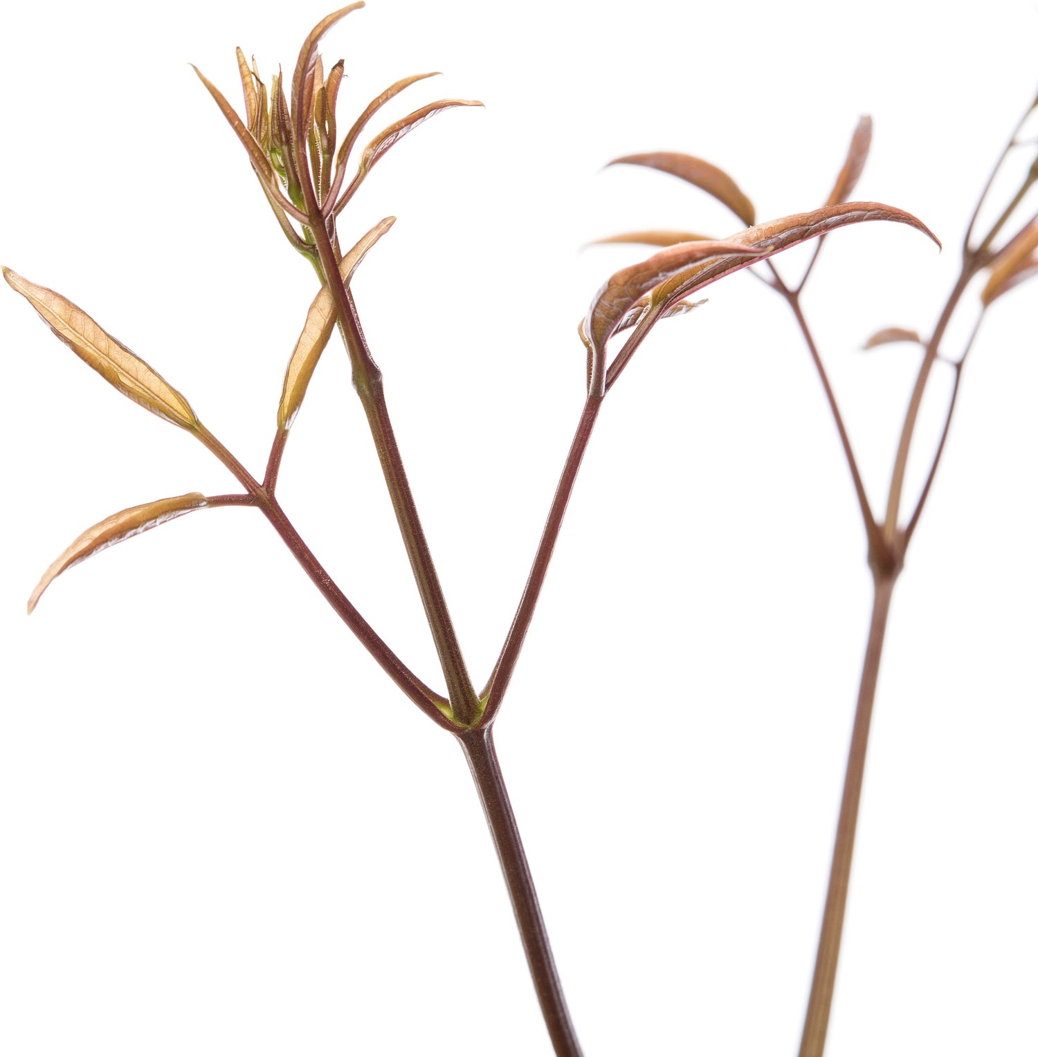 Groenblijvende Bosrank (Clematis armandii 'Apple Blossom') D 16 H 75 cm