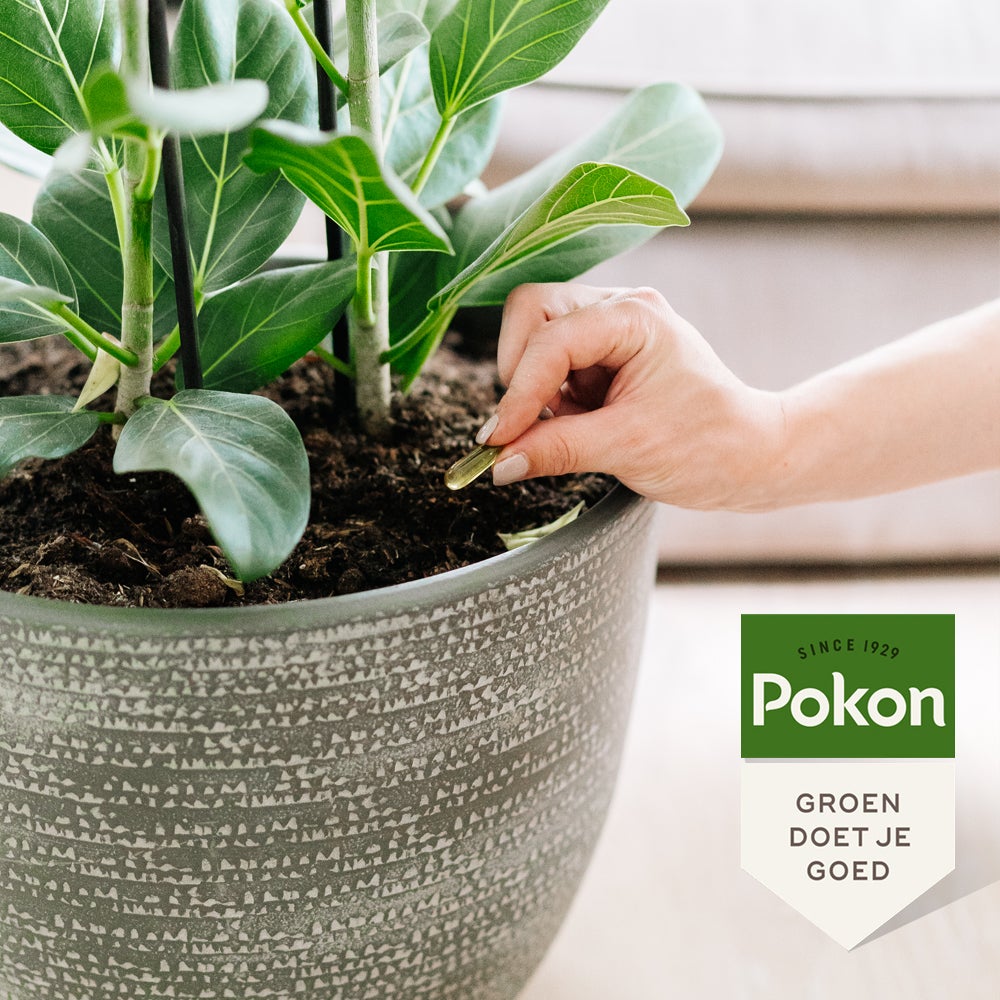 Pokon Bio Plantkuur Schimmelgevoelige planten capsules 12 stuks
