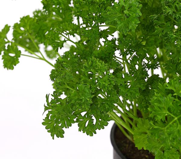 Petersilie 'Mooskrause'