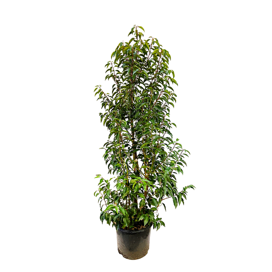 Prunus lusitanica 'Myrtifolia ' : ctr 15L