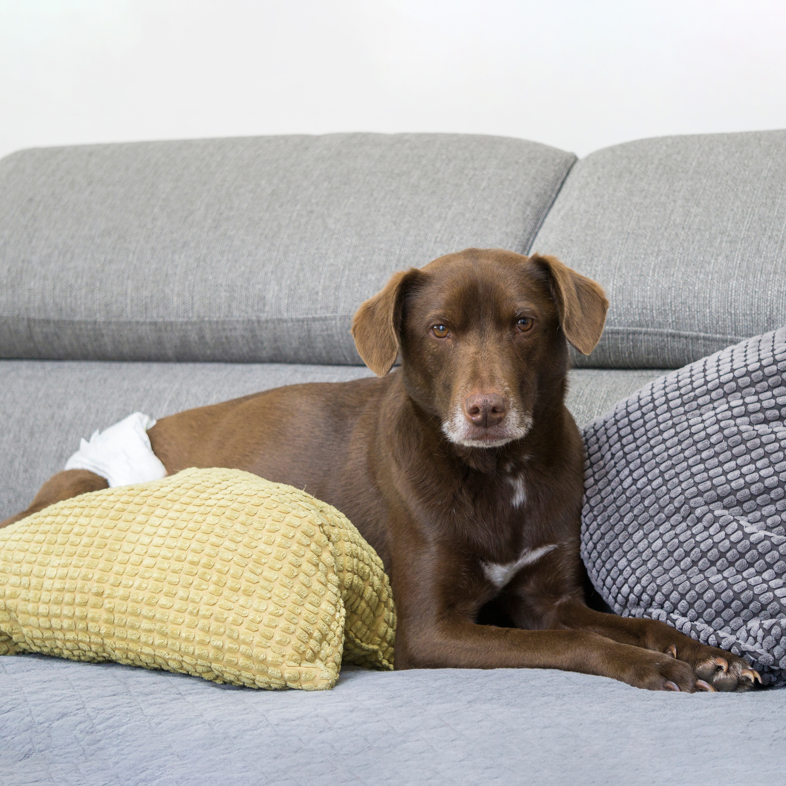 Fraldas descartáveis para cães machos, 10 unidades, tamanho M