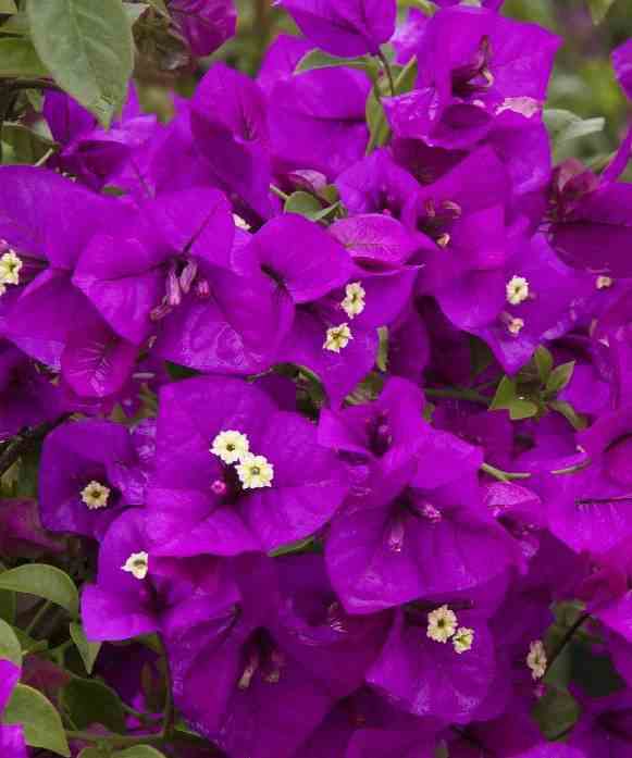 Bougainvillea vera (bougainvillier très florifère) taille pot de 3.5l - 80/100cm