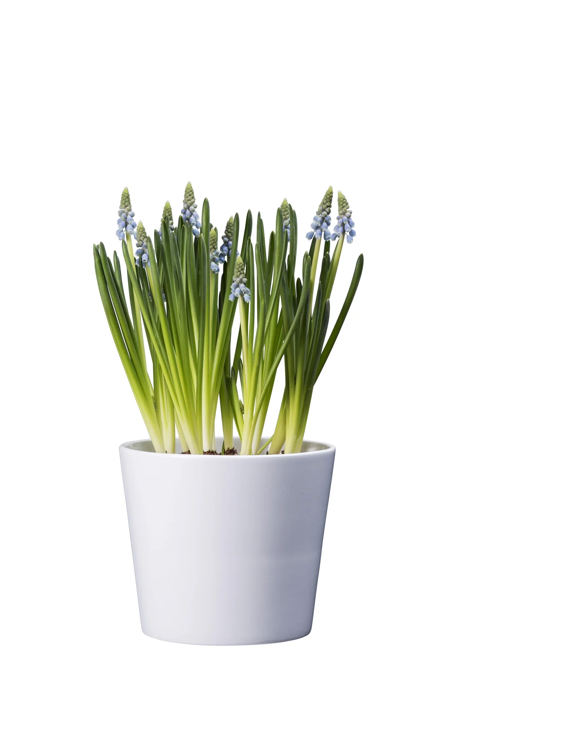Perleblomst 'Blue Magic' Ø9 cm