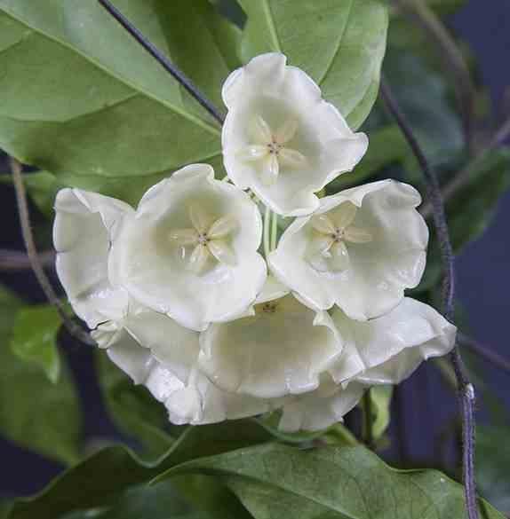 Hoya danumensis (fleur de porcelaine, fleur de cire) blanc - taille pot de 2 litres - 20/40 cm