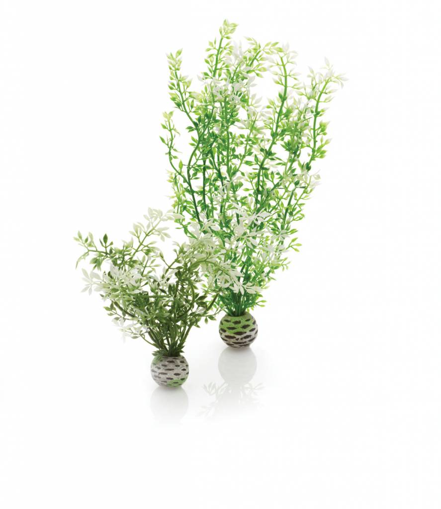 biOrb Easy plants 2x medium winter bloemen | decoratie