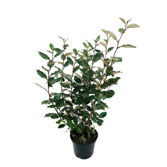 Elaeagnus x ebbingei ' Compacta ' : H.60/80cm, conteneur 5 litres