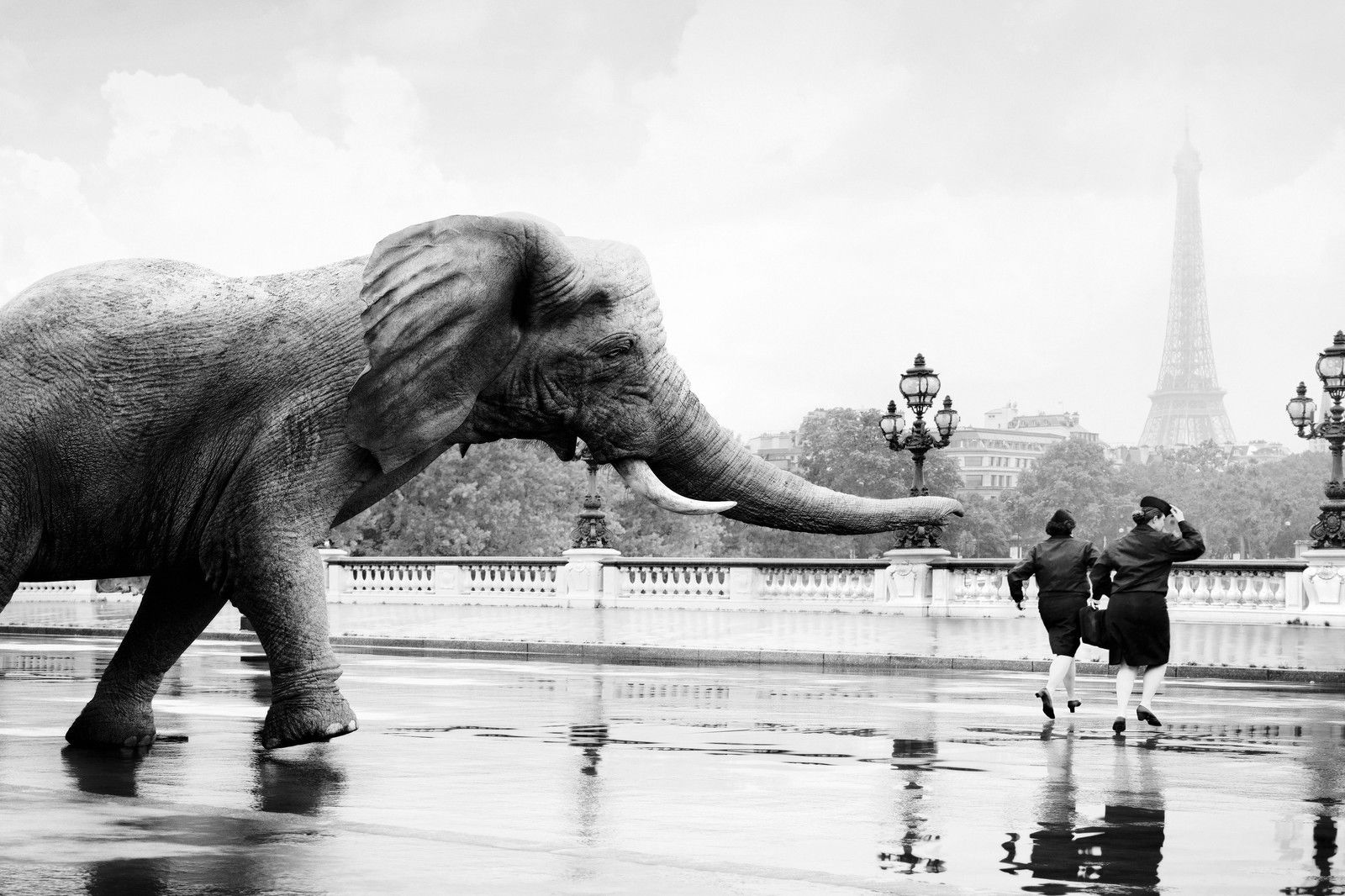 Elephant by Tom Nagy - Limited Edition. Edition of: 150. Signed.