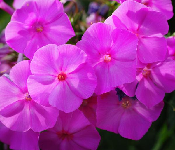 Bio Stauden-Phlox, rosa