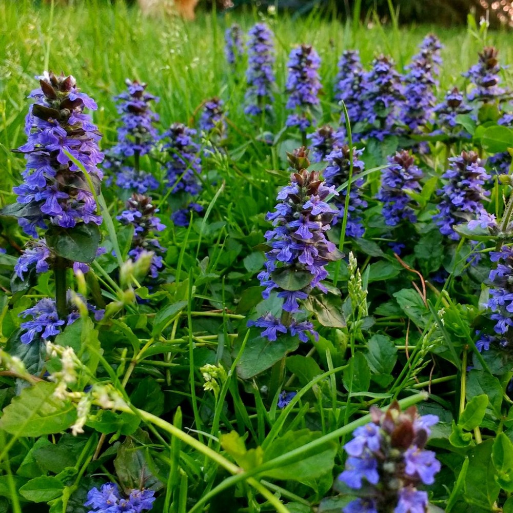 Bugle rampante reptans/ajuga reptans[-]godet