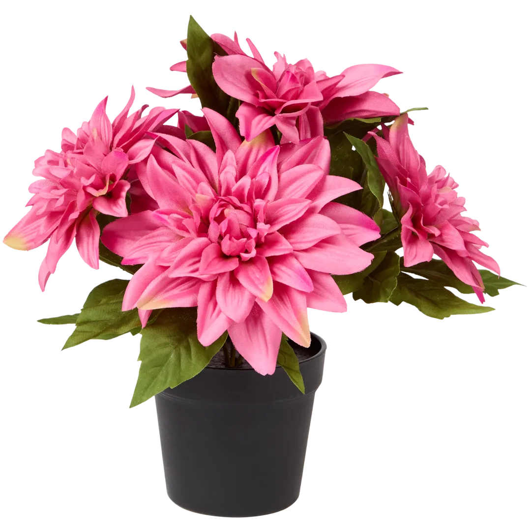 Chrysanthème en pot Excellent Flowers