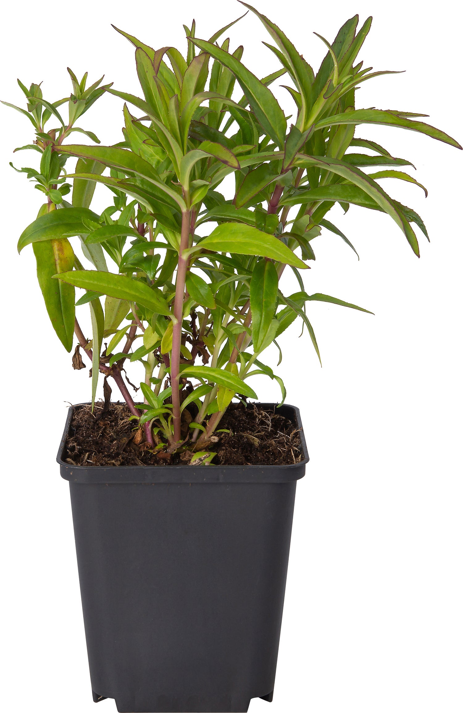 Schildpadbloem (Penstemon 'White Bedder') D 9 H 10 cm