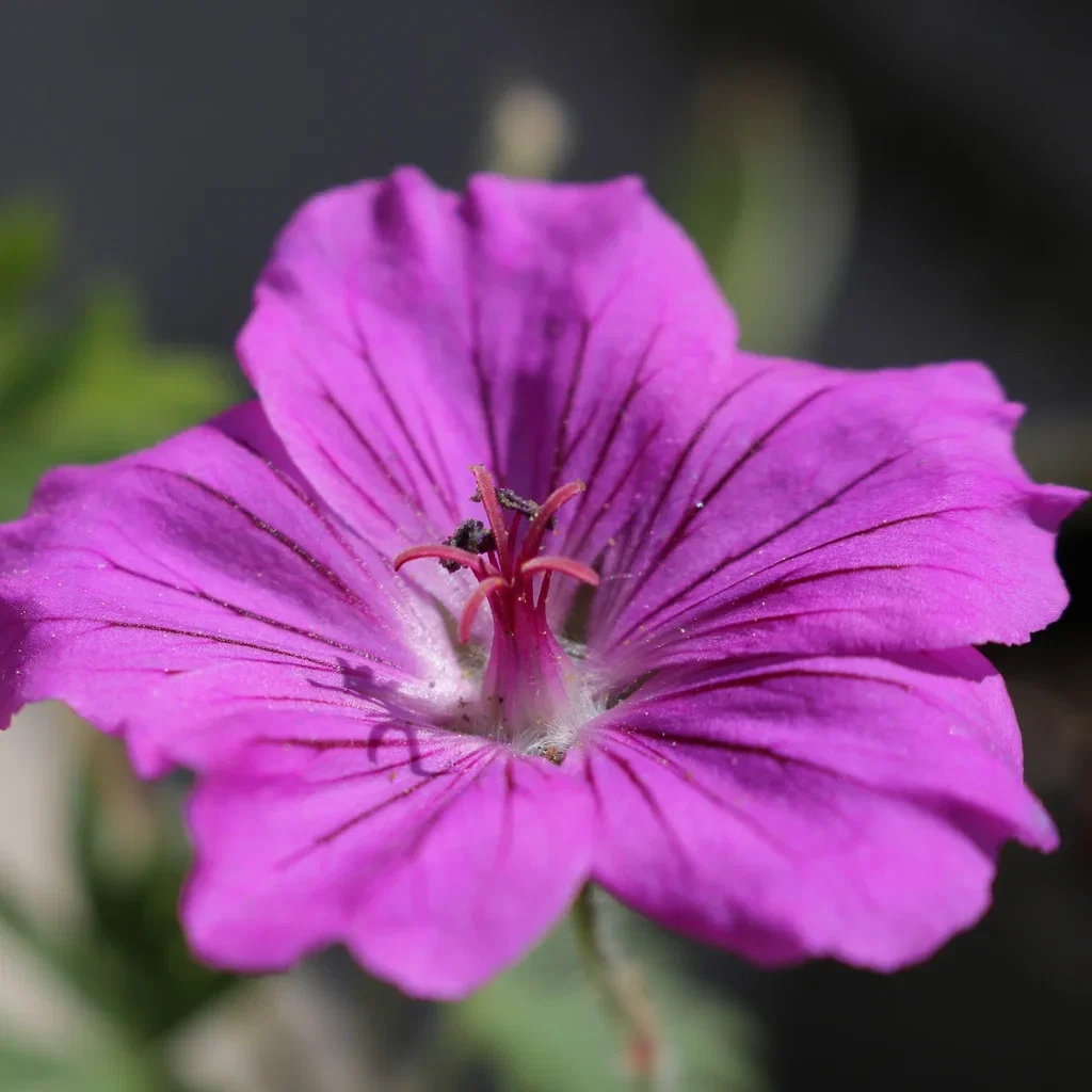 Geranium sang. 'Tiny Monster' Blodstorkenebb 'Tiny Monster' Ø11 cm