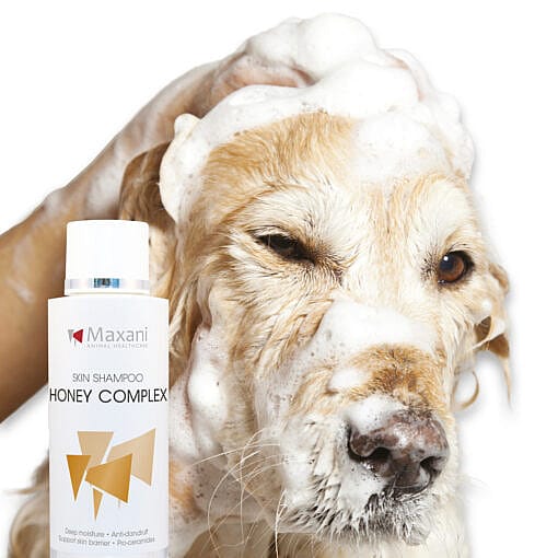 Maxani Honing Complex Shampoo 150 ml