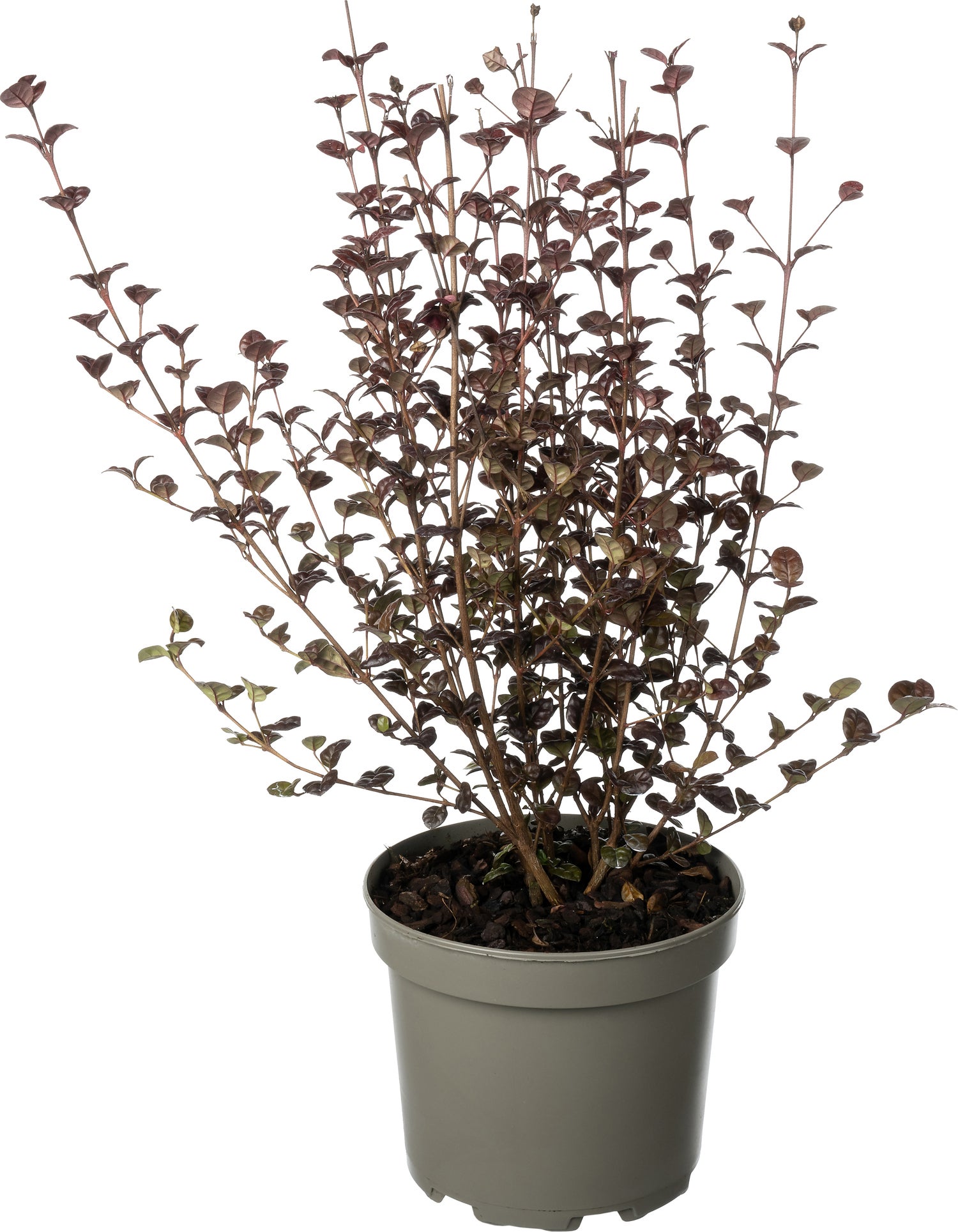 Nieuw-Zeelandse mirte (Lophomyrtus ralphii 'Black Pearl') D 17 H 25 cm