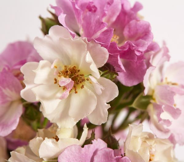 Ramblerrosen, verschiedene Sorten