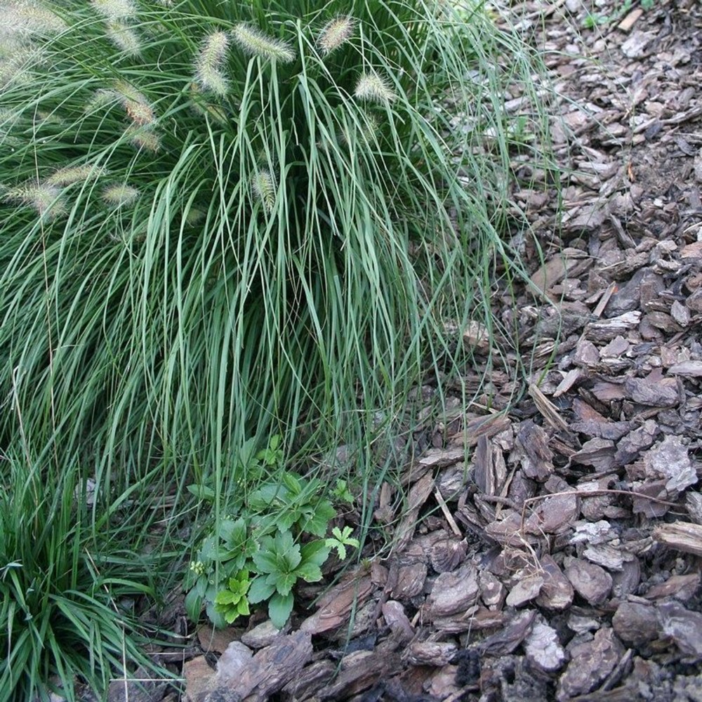 Paillage végétal biodégradable écorces de pin maritime 10 sacs 50 l pour 10m2
