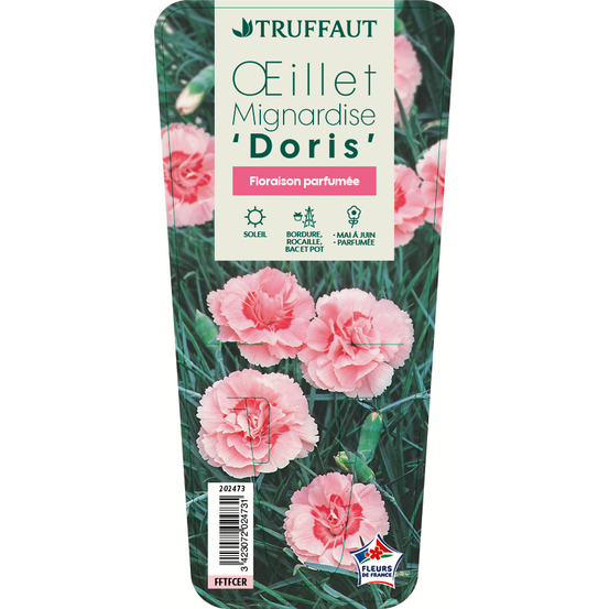 Œillet mignardise Doris : godet vert