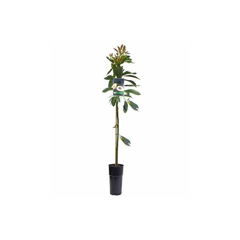 Avocatier persea americana var. Hass (de greffe) blanc - taille pot de 7 litres ? 60/80 cm
