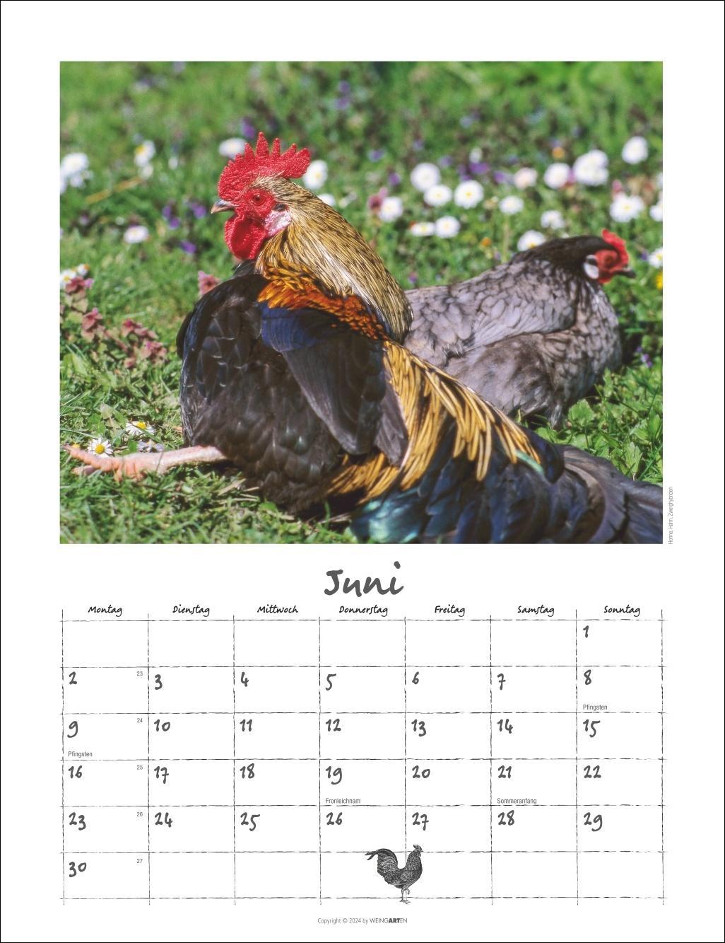 Der Hühnerkalender 2025