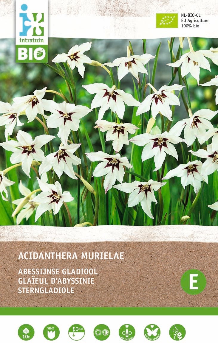 Intratuin biologische bloembollen Abessijnse gladiool (Acidanthera murielae) 10 stuks
