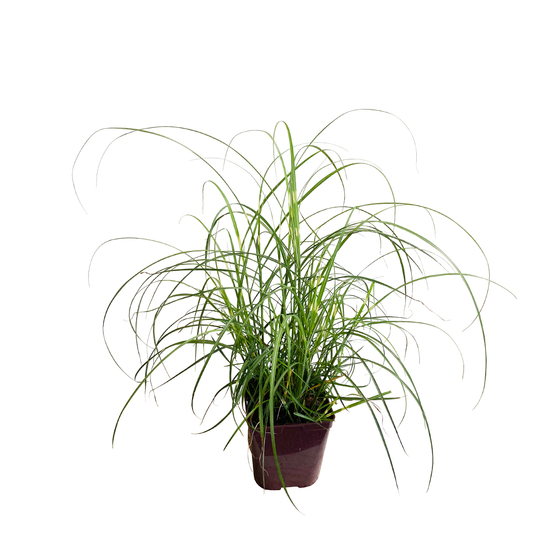 Miscanthus : pot 3 litres