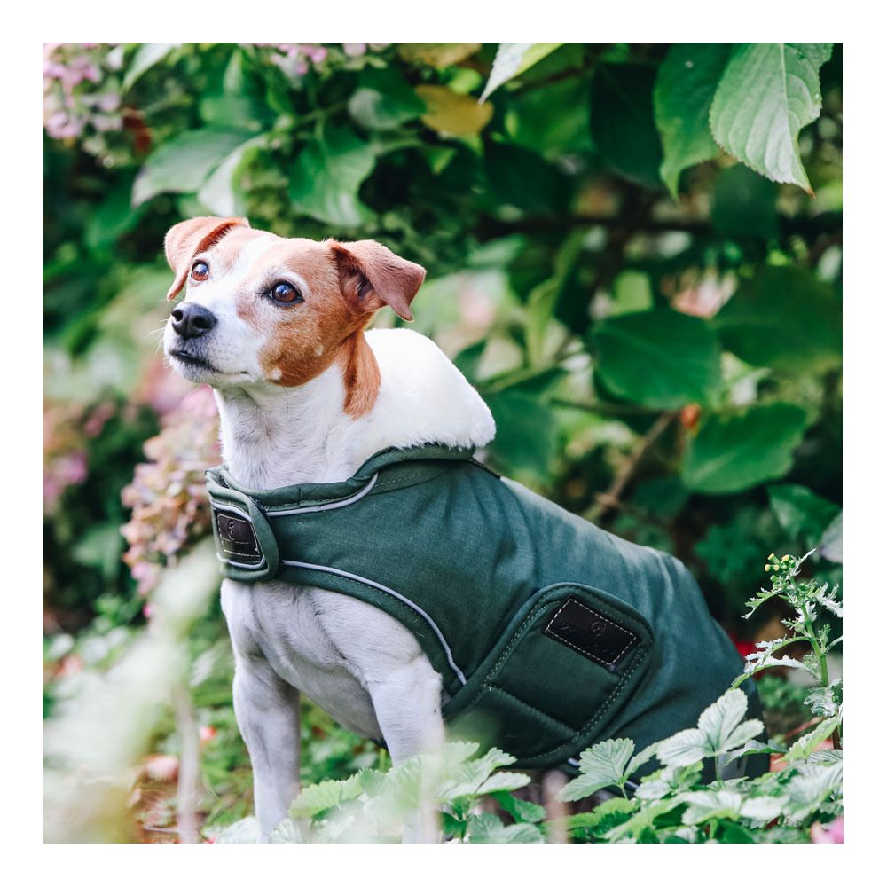 Kentucky WATERPROOF 300G - Couverture pour chien olive green