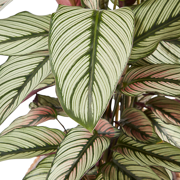 Calathéa White Star 19cm