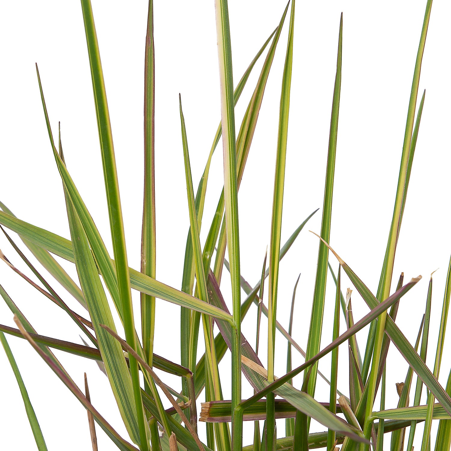 Struisriet (Calamagrostis acutiflora 'Overdam') D 9 H 10 cm