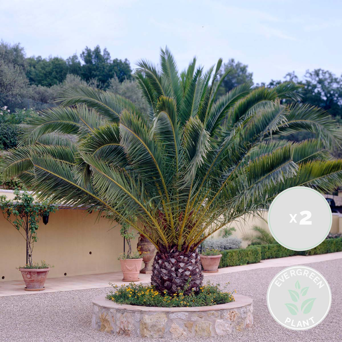 2x phoenix canariensis - palmier dattier des canaries - rustique – ⌀15 cm - ↕50-60 cm