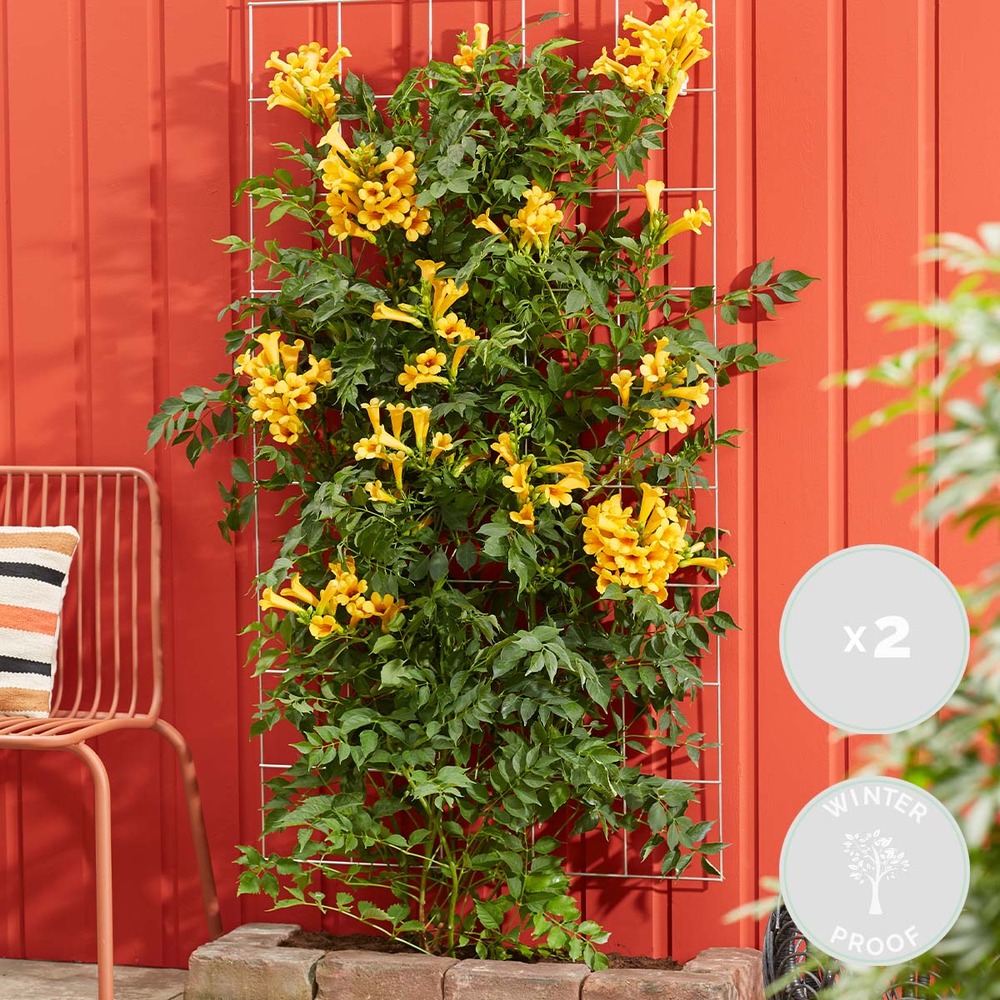 2x campsis gold trompette – trompette fleur – creeper – hardy - ⌀15 cm - ↕60-70 cm