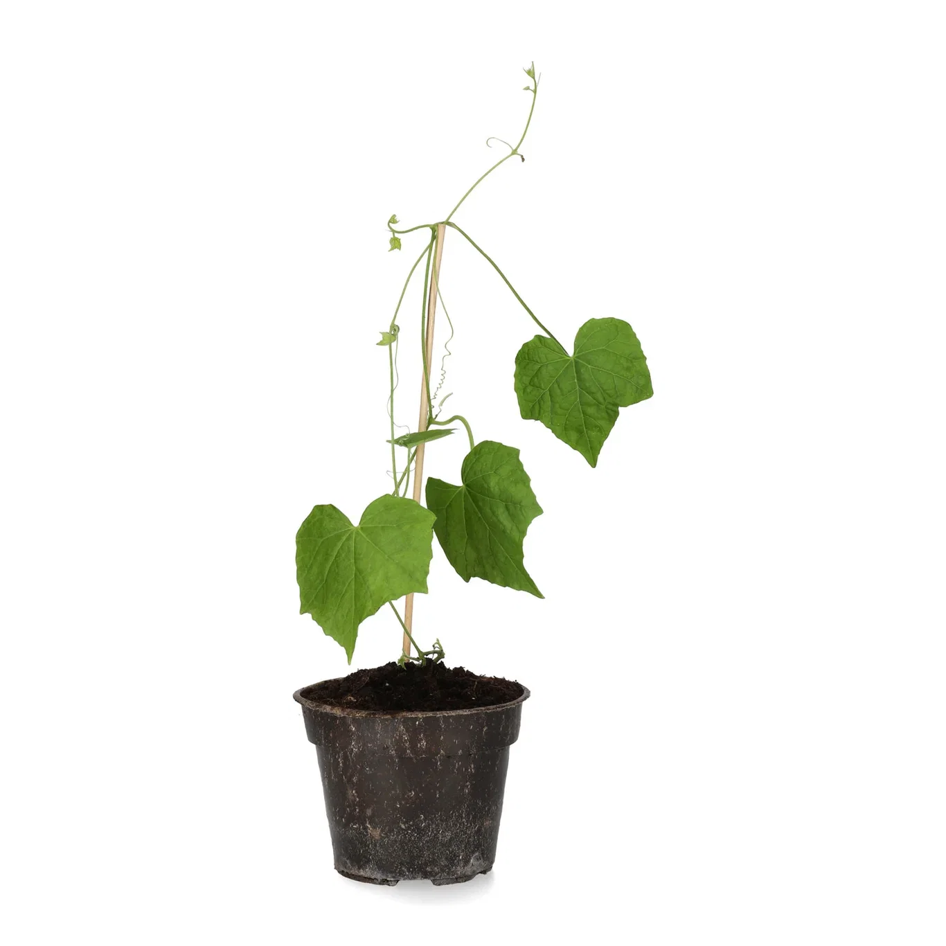 All Nature Melothria scabra 'Cucamelon' Jungelagurk Ø10,5 cm