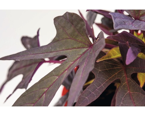 Sierzoete aardappel FloraSelf Ipomoea batatas 'Sweet Caroline Purple' Ø 12 cm pot