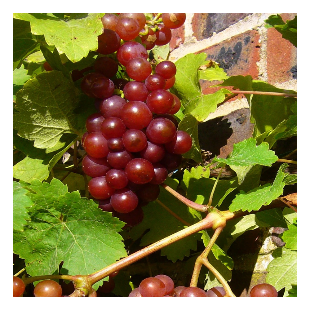 Vigne vinifera supernova/vitis vinifera supernova[-]pot de 3l - 60/120 cm
