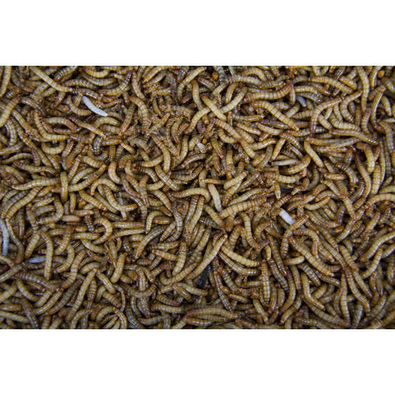 Vers de farine pour alimentation reptiles, 1 kg
