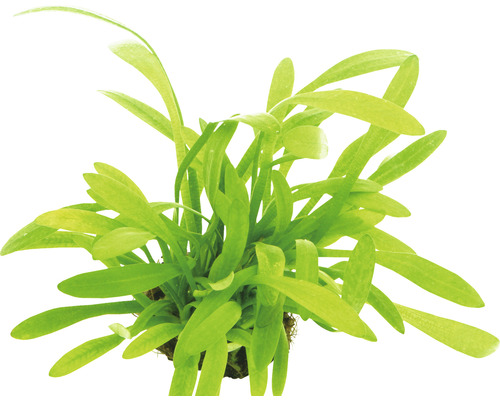 Dwergpijlpunt - Sagittaria subulata var. pusilla