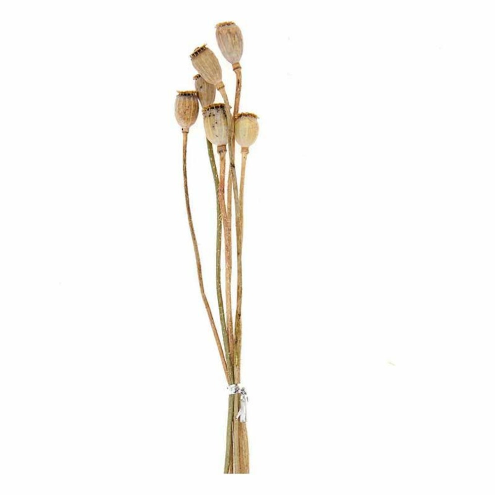 Graines et fleurs de pavot séchées - 45 cm