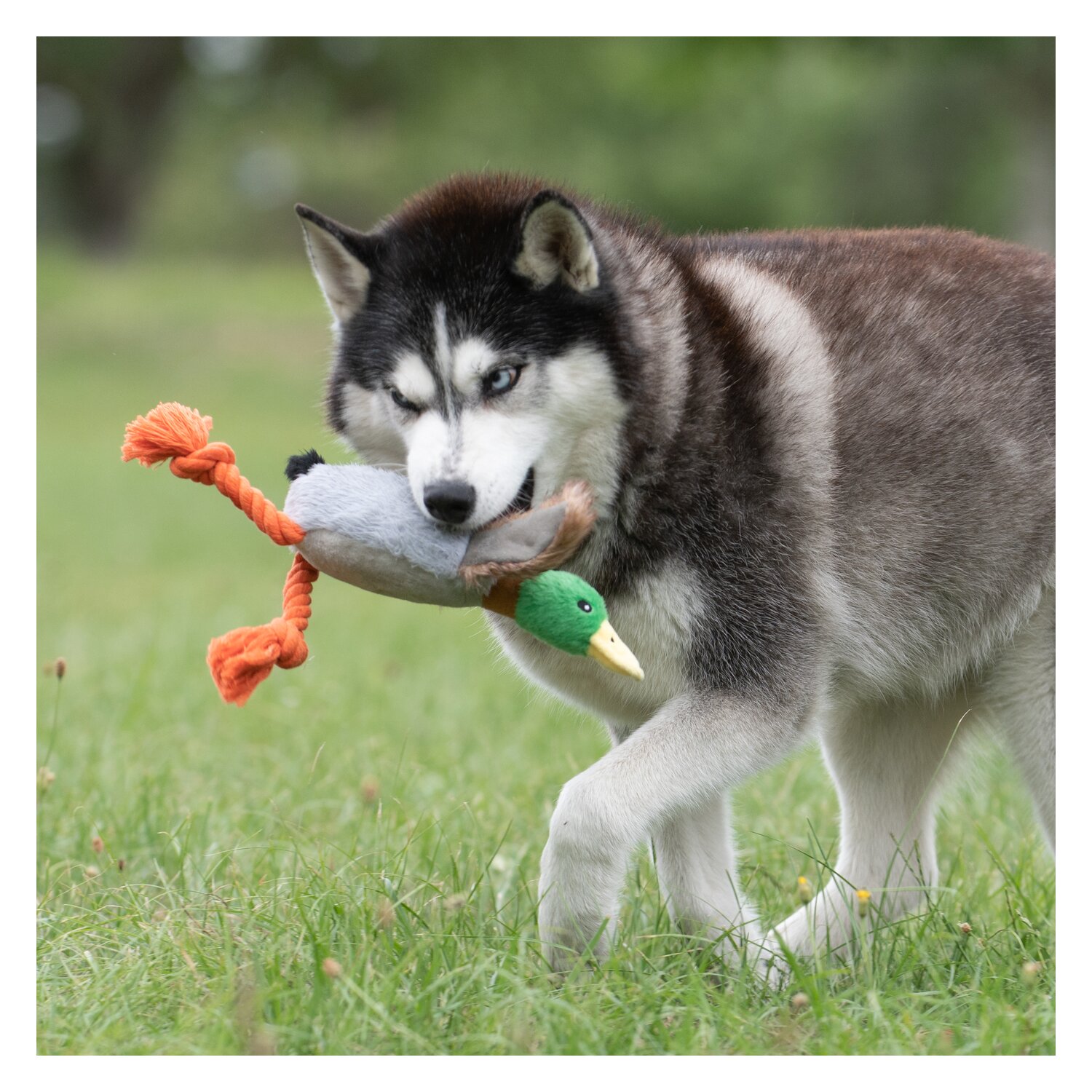 pawberry Plüschspielzeug  - Ente