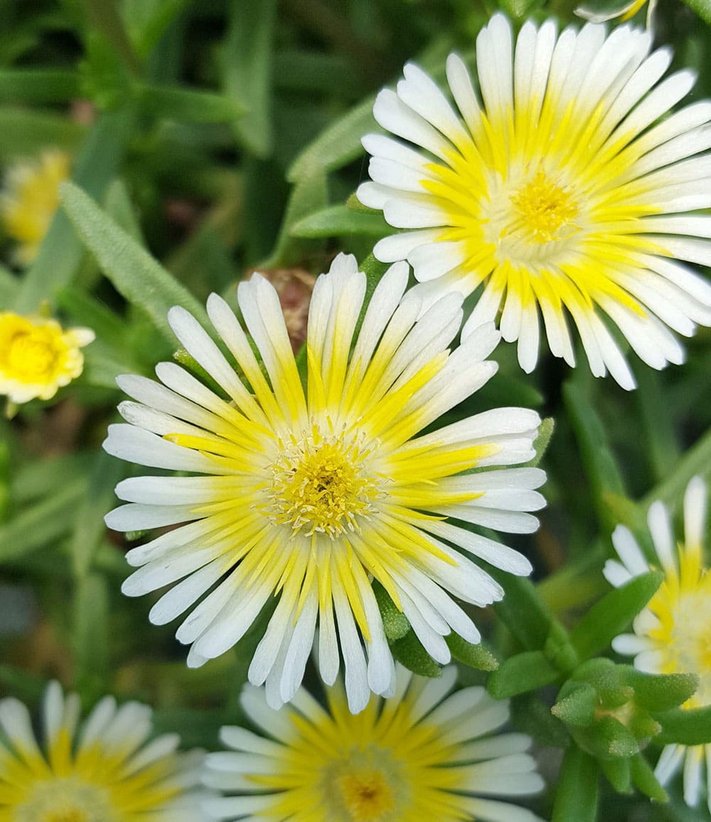Winterharte Eisblumen 'Summer Mix'